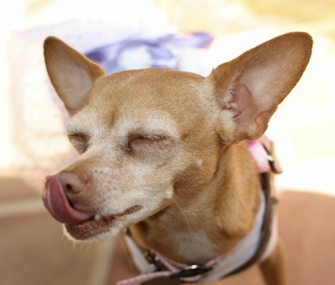 dogs that lick the air Two girls andnot gay